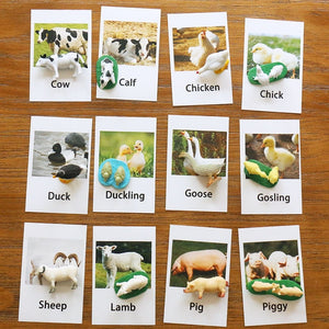 Animal flash cards & models (Large Range!)