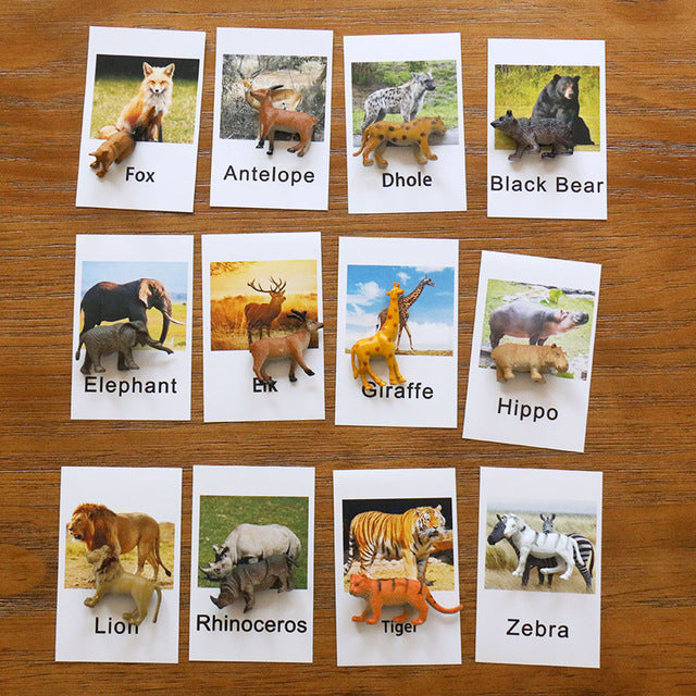 Animal flash cards & models (Large Range!)